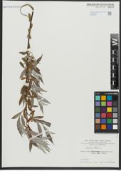 Foto von Salix alba L.
